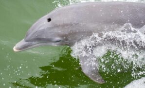 You Wont Believe the Jaw Dropping Secrets of Wallaby Australia That Will Make You Want to Visit This Incredible Land Down Under Immediately