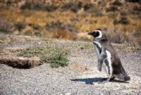 Unleash the Secret World of Madagascar Tenrecs and Discover the Incredible Truth About These Spiny Little Creatures That Will Blow Your Mind Unleash the Secret World of Madagascar Tenrecs and Discover the Incredible Truth About These Spiny Little Creatures That Will Blow Your Mind
