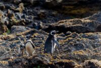 Unleash the Wild Side of France Discover the Most Astonishing Native Animals That Will Leave You Speechless in the Heart of Europe