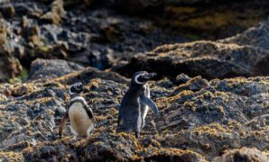 Unveiling the Elusive Manchurian Crane in North Koreas Hidden Wetlands a Rare Glimpse into the Secret Life of Asias Most Mysterious Bird Species