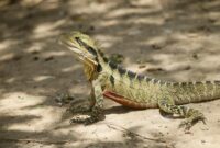 Unbelievable Arctic Animals You Wont Believe Call Canada Home and Are on the Brink of Disappearing Forever