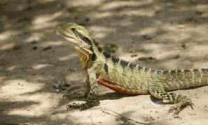 Unbelievable Arctic Animals You Wont Believe Call Canada Home and Are on the Brink of Disappearing Forever